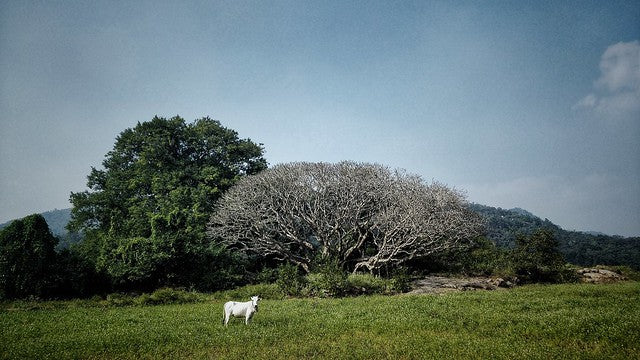 Camping in Jawadhu Hills