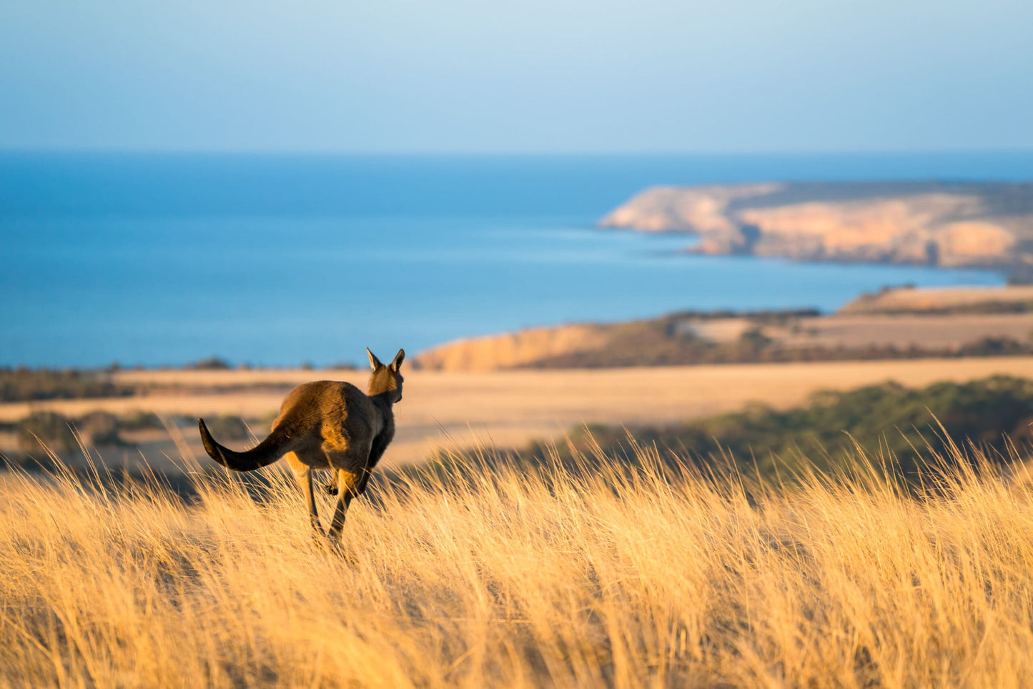 Explore Adelaide with Kangaroo Island