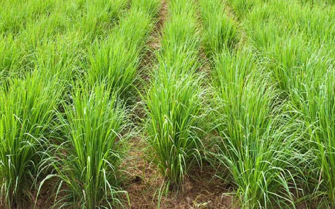 2 Nights Gavi Wildlife Trip