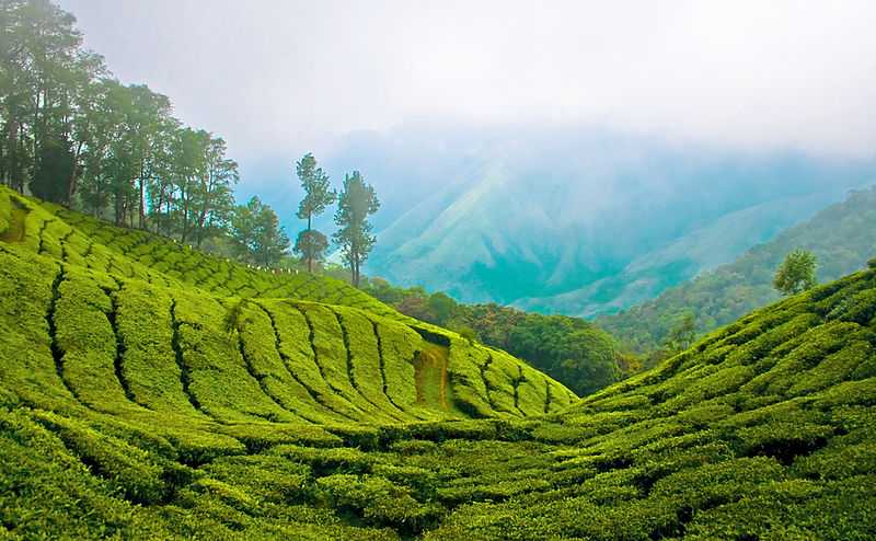 Munnar Luxe Glamping