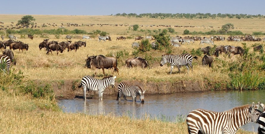 Wildebeest Migration Tour Package: A Kenyan Safari Adventure