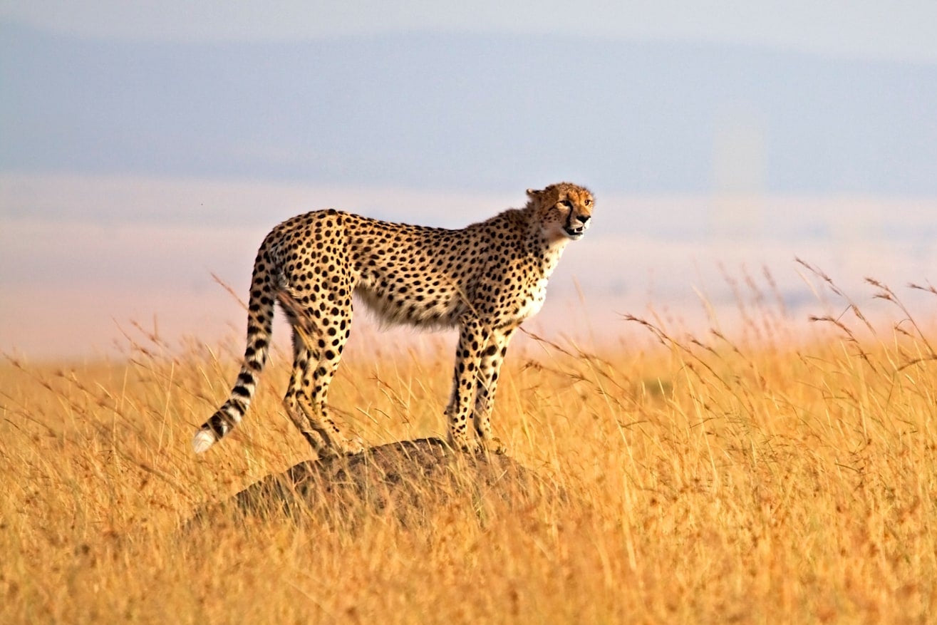 Amazing South Africa with Kenya