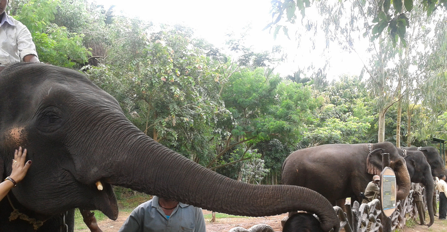 Sakreblye Elephant Camping