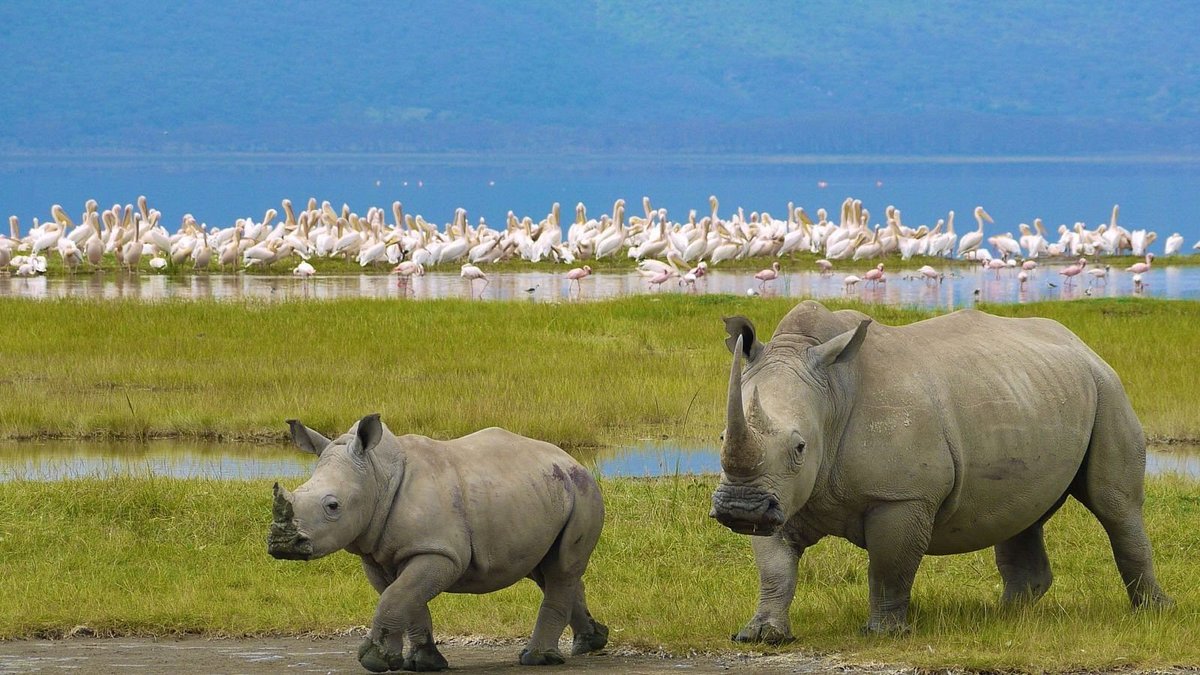 Safari Dreams Come True: Classic Kenya Tour Packages