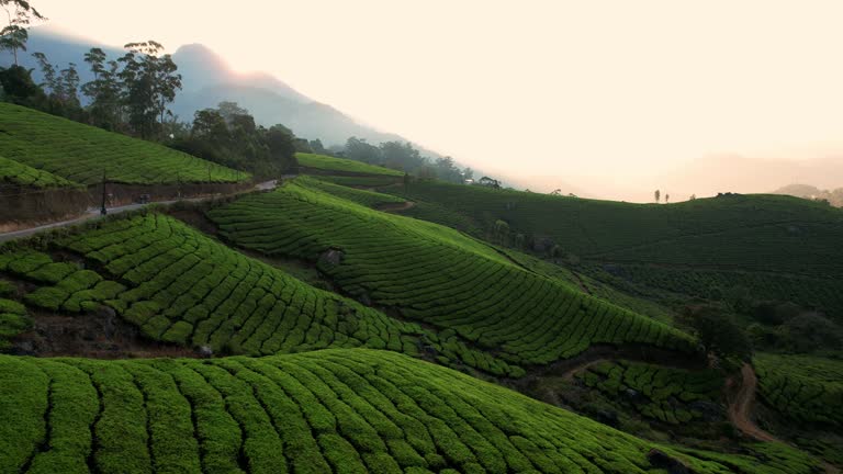 Munnar Luxe Glamping