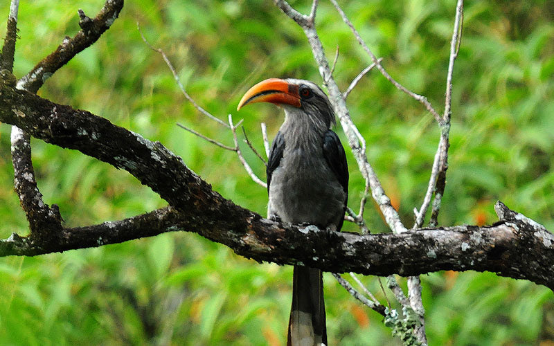 1N Gavi Wildlife trip