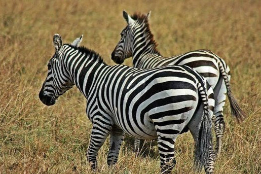 Mid Luxury Kenyan Safari From Masai Mara to Lake Nakuru