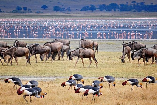 Safari Adventure in Tanzania: A 7-Day Journey from Arusha to Tarangire
