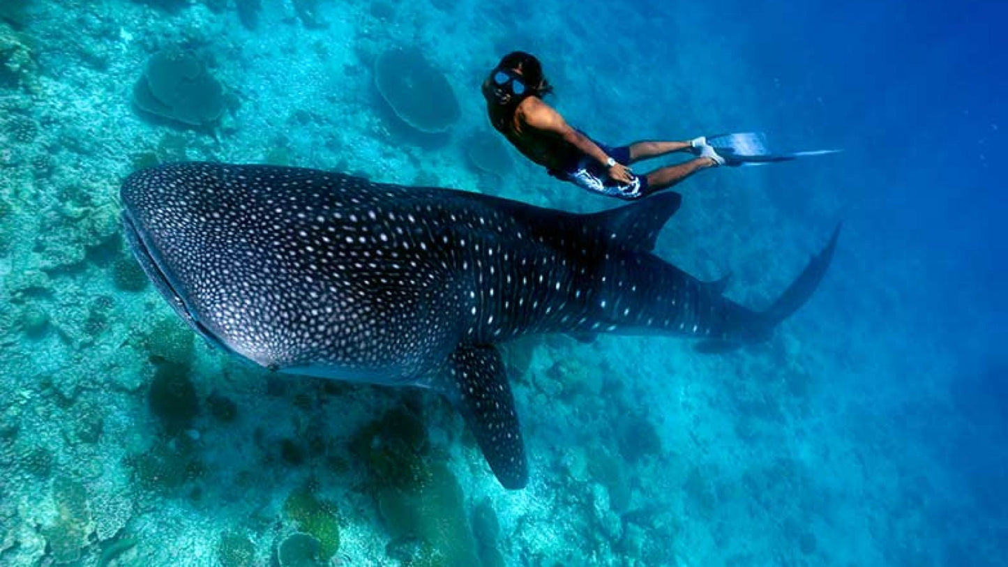 Luxury Escape at Cocoon Maldives