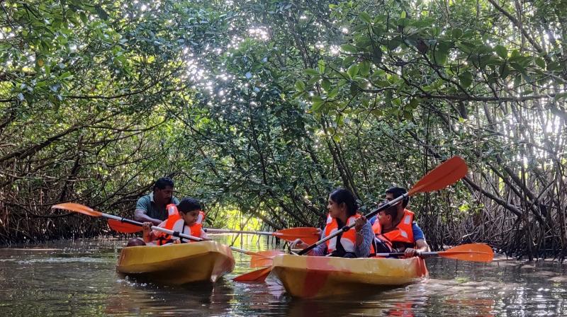 Mangrove Camping near Varkala